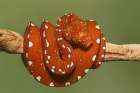 Red morph of green tree python. Art Print